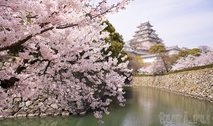 Japonia, Honshu, Himeji, Castelul Himeji - - Egret alb