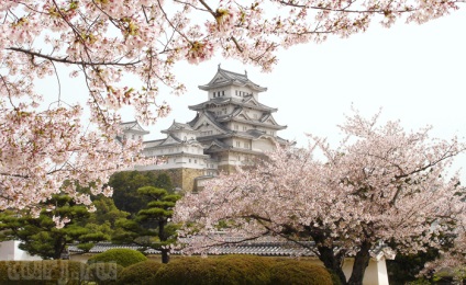 Japonia, Honshu, Himeji, Castelul Himeji - - Egret alb