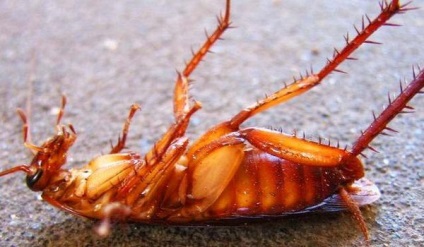 Conspirația din gândaci va ușura insectele urâte