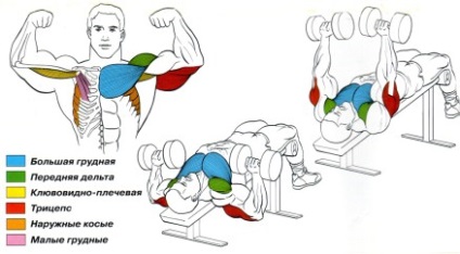 Bench press și gantere minciuna, tehnica, ce funcționează mușchii, video