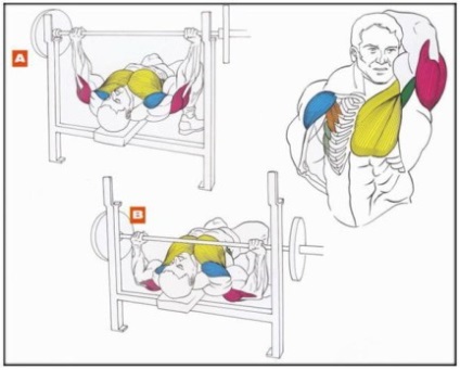 Bench press și gantere minciuna, tehnica, ce funcționează mușchii, video