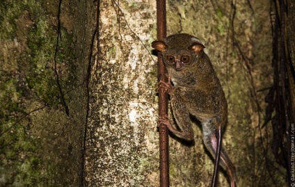 Animalele din Parcul Național Tangkoko din Indonezia, știri de fotografie