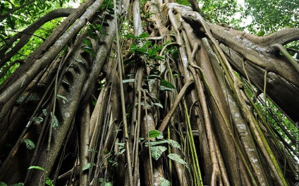 Animalele din Parcul Național Tangkoko din Indonezia, știri de fotografie