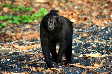 Animalele din Parcul Național Tangkoko din Indonezia, știri de fotografie