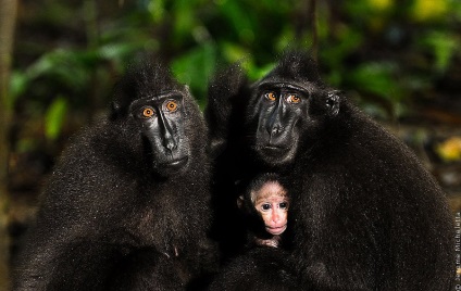 Animalele din Parcul Național Tangkoko din Indonezia, știri de fotografie