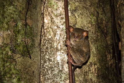 Animalele din Parcul Național Tangkoko din Indonezia, știri de fotografie