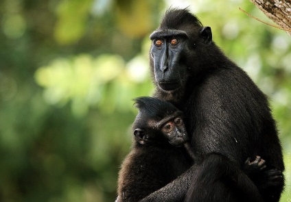 Animalele din Parcul Național Tangkoko din Indonezia, știri de fotografie