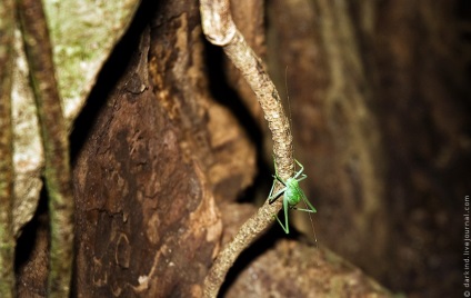 Animalele din Parcul Național Tangkoko din Indonezia, știri de fotografie