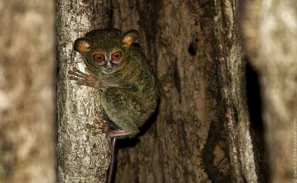 Animalele din Parcul Național Tangkoko din Indonezia, știri de fotografie