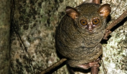 Animalele din Parcul Național Tangkoko din Indonezia, știri de fotografie