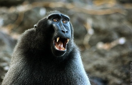 Animalele din Parcul Național Tangkoko din Indonezia, știri de fotografie