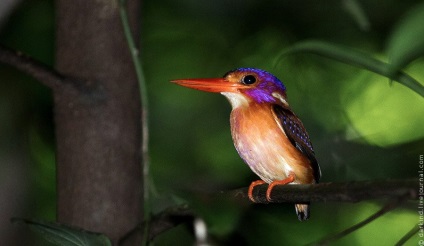 Animalele din Parcul Național Tangkoko din Indonezia, știri de fotografie
