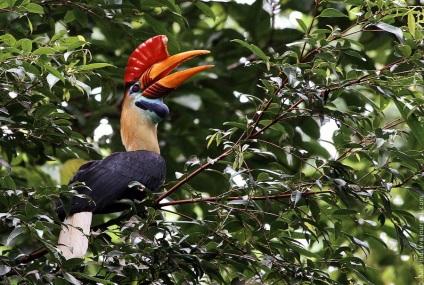 Animalele din Parcul Național Tangkoko din Indonezia, știri de fotografie