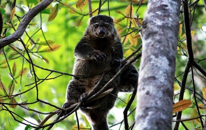 Animalele din Parcul Național Tangkoko din Indonezia, știri de fotografie