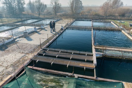 Pești de aur cum să crească un păstrăv adevărat într-un râu artificial
