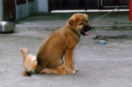 27 Fotók hogyan kutyákkal dog (kutya) 27 Fotók kutyák huligánok