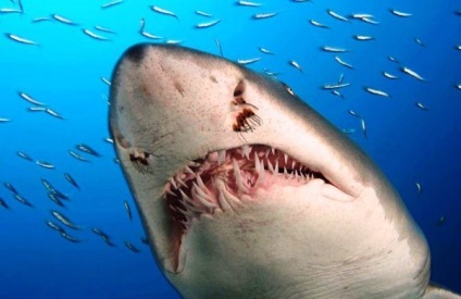Descrierea rechinilor dinților de pești din diferite specii