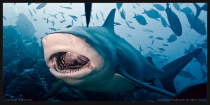Descrierea rechinilor dinților de pești din diferite specii