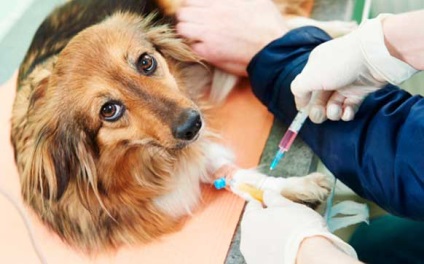 Allergiás sokk kutyák - anafilaxiás sokk (anaphylaxis)