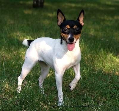 American terrier de jucărie-fox, rase de câini, animale și rase