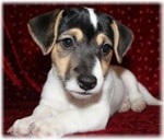 Jucărie americană - fox terrier (usa)