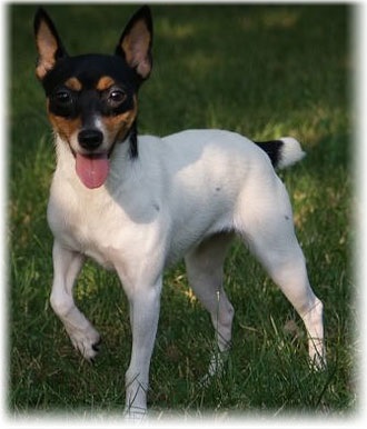 Jucărie americană - fox terrier (usa)