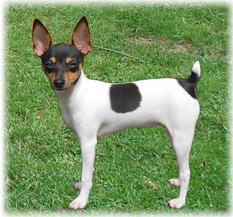 Jucărie americană - fox terrier (usa)