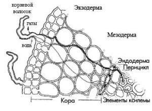 Structura anatomică a rădăcinii, guru student