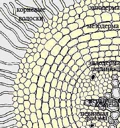 Structura anatomică a rădăcinii, guru student