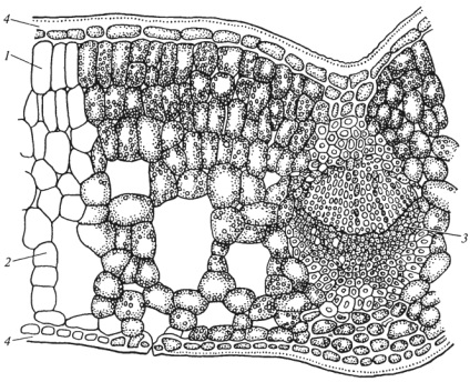 Structura anatomică a plăcii de frunze