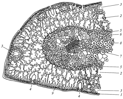 Structura anatomică a plăcii de frunze