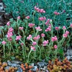 Antennaria (pisica pisicii) îngrijire de flori, udare și otbbrenie