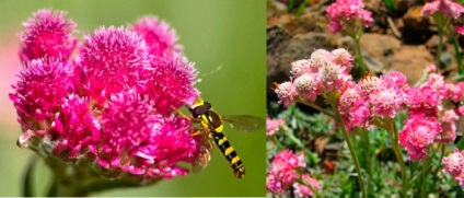 Antennariya (macska mancs), a virág gondozás, locsolás és udabrenie