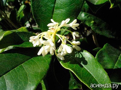 Fragrant Osmanthus