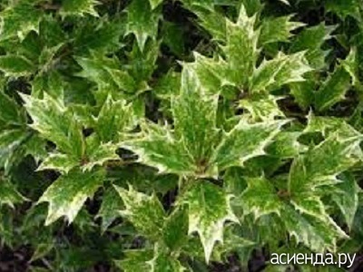 Fragrant Osmanthus