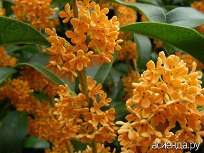 Fragrant Osmanthus