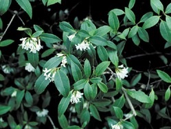 Fragrant Osmanthus