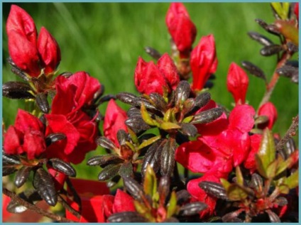 Azalea plantare și îngrijire grădină japoneză, fotografie, soi de reproducție, creștere în aer liber și