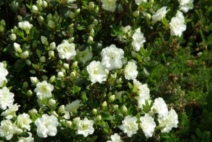 Azalea plantare și îngrijire grădină japoneză, fotografie, soi de reproducție, creștere în aer liber și