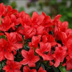 Azalea plantare și îngrijire grădină japoneză, fotografie, soi de reproducție, creștere în aer liber și