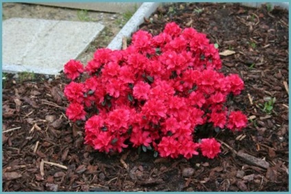 Azalea plantare și îngrijire grădină japoneză, fotografie, soi de reproducție, creștere în aer liber și