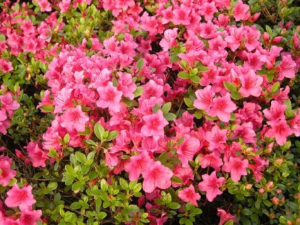 Azalea plantare și îngrijire grădină japoneză, fotografie, soi de reproducție, creștere în aer liber și