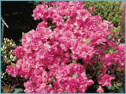 Azalea plantare și îngrijire grădină japoneză, fotografie, soi de reproducție, creștere în aer liber și