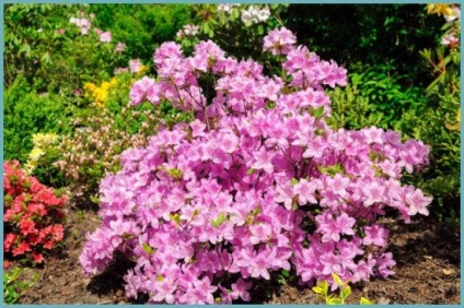 Azalea plantare și îngrijire grădină japoneză, fotografie, soi de reproducție, creștere în aer liber și