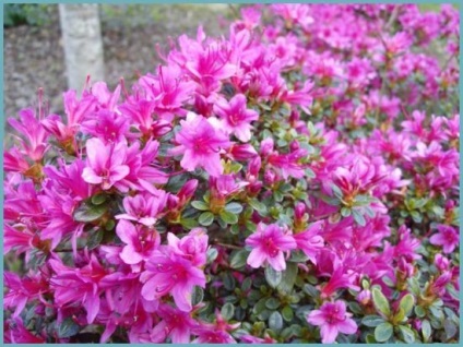 Azalea plantare și îngrijire grădină japoneză, fotografie, soi de reproducție, creștere în aer liber și