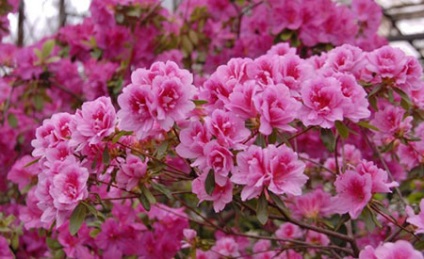 Azalea japoneză - soiuri, cultivare, iernare