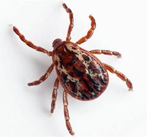 A babesiosis emberekben a tünetek, kezelés, diagnosztika