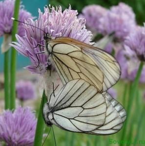 Butterfly galagonyalepke ellenőrző intézkedések