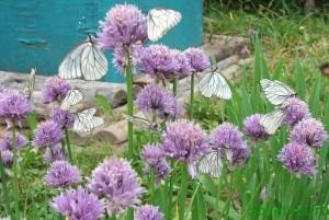 Butterfly galagonyalepke ellenőrző intézkedések