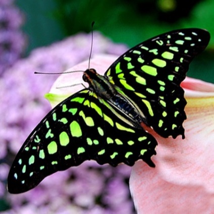 Butterfly of Beaded Scheme